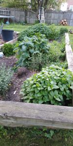 Raised bed garden with aromatic herbs growing.