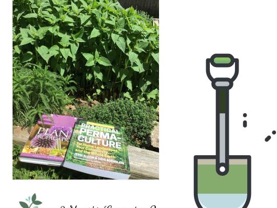 Photo of herbs growing in the garden and two books about gardening. One book is about Permaculture and the other is on plant propogation.